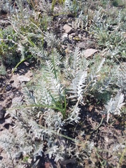 Cymbaria daurica