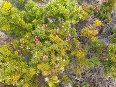 Leptecophylla robusta