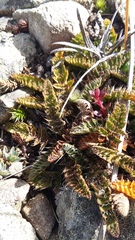 Anisotome flexuosa