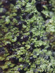 Psoromaria versicolor