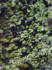 Psoromaria versicolor