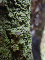 Psoromaria versicolor