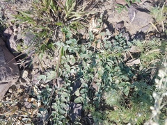 Astragalus scaberrimus