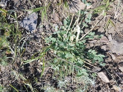 Astragalus scaberrimus