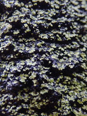 Psoromaria versicolor