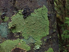 Pannaria sphinctrina