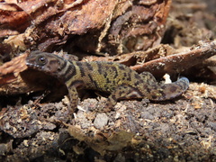 Sphaerodactylus alphus