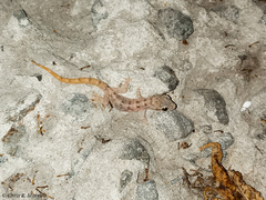 Phyllodactylus reissii
