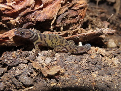 Sphaerodactylus alphus
