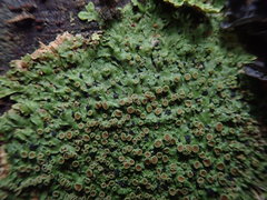 Pannaria sphinctrina