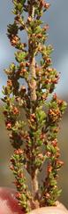 Erica hispidula