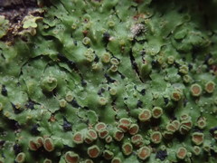 Pannaria sphinctrina