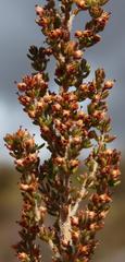 Erica hispidula