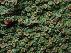 Pannaria sphinctrina