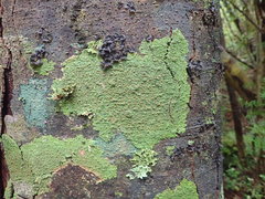 Pannaria sphinctrina