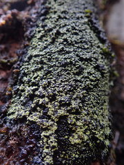 Psoromaria versicolor