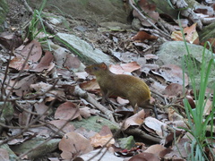 Dasyprocta ruatanica