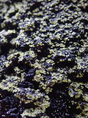 Psoromaria versicolor