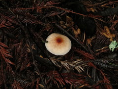 Lepiota subincarnata