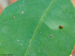 Scymnobius ecuadoricus
