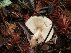Lepiota subincarnata