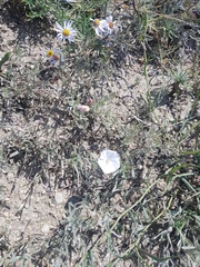 Convolvulus ammannii