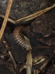 Asiomorpha coarctata
