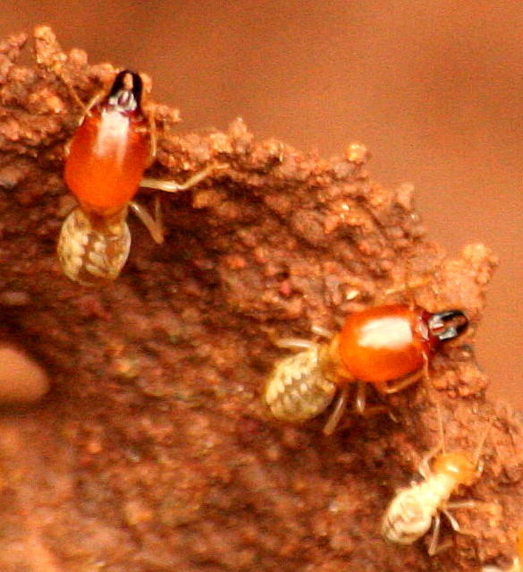Odontotermes