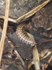 Asiomorpha coarctata