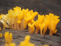 Dacrymyces spathularia