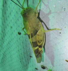Leprus