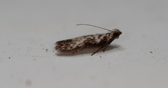 Hypatima baliodes