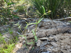 Gonocarpus chinensis