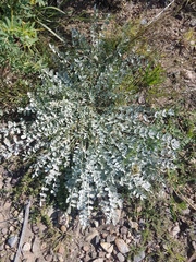 Astragalus scaberrimus