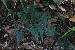 Adiantum formosum