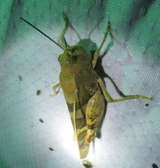 Leprus
