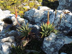 Aloe succotrina