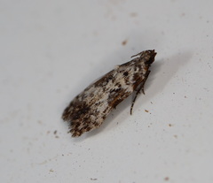 Hypatima baliodes