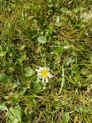 Taraxacum leucanthum