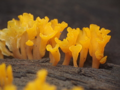 Dacrymyces spathularia