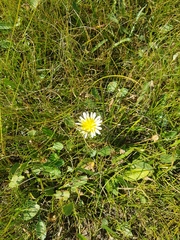 Taraxacum leucanthum