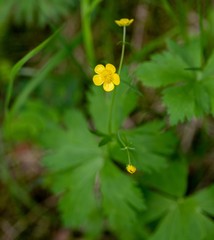 Ranunculus propinquus