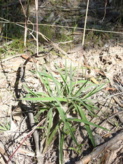 Digitaria breviglumis