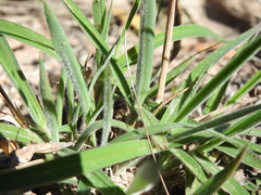 Digitaria breviglumis