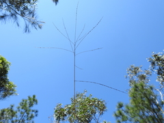 Digitaria breviglumis