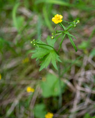 Ranunculus propinquus