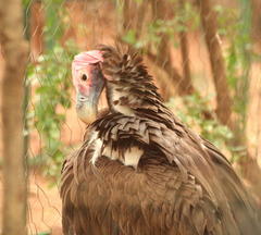 Torgos tracheliotos