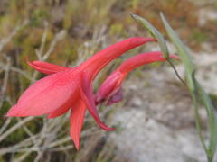 Gladiolus priorii
