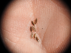 Digitaria breviglumis