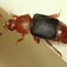 Yucca Beetle - Photo (c) Stephen Luk, some rights reserved (CC BY-NC), uploaded by Stephen Luk